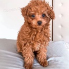 Kr�sn� �t��ata toy pudla.