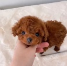 �t��ata Akita Inu