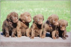 Jack Russell terir a Chesapeake bay retriever