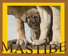 Španělský mastin - ch.s. MASTIBE - fenka s PP