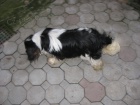 pejsek Kavalr King Charles panl