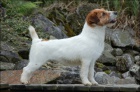 Parson a Jack Russell terir