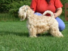 RARITA-IRISH SOFT COATED WHEATEN TERIR