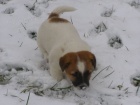 Jack Russell Terir (ttka s PP)