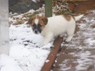 Jack Russell Terir (ttka s PP)