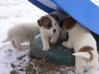 Jack Russell Terir (ttka s PP)