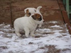 Jack Russell Terir (ttka s PP)