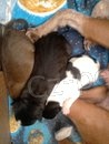 Kenec Jack Russell Terir / nsk chocholat psk