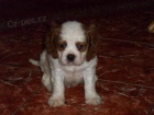 kavalr king charles panl