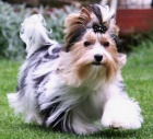 Yorkshire - Biewer yorkshire terrier-KRYT