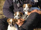 ttka Jack Russell Terir (JRT) s pp