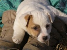 ttka Jack Russell Terir (JRT) s pp