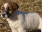 ttka Jack Russell Terir (JRT) s pp