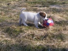 ttka Jack Russell Terir (JRT) s pp
