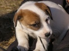ttka Jack Russell Terir (JRT) s pp
