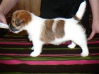Inzert - Prodm ttka Jack Russell Terira