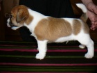 Inzert - Prodm ttka Jack Russell Terira