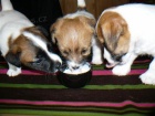 Inzert - Prodm ttka Jack Russell Terira