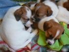Inzert - Prodm ttka Jack Russell Terira