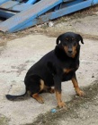 Beauceron - 5 let, PP, moc hodn� a k�mo�