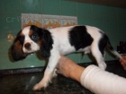 kavalr king charles panl