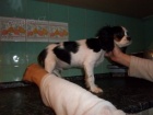 kavalr king charles panl