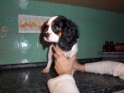kavalr king charles panl