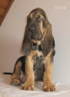 Bloodhound tata