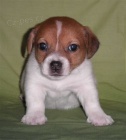 Jack Russel Terrier s PP