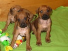 Rhodsk ridgeback - ttka s PP