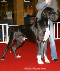 Nmeck doga - tata
