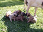 Bullmastiff ttka s PP