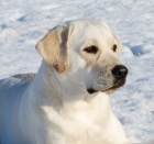 Labrador - smetanov fenka s PP