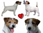 tata Jack Russell Teriera s PP