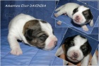 tata Jack Russell Teriera s PP