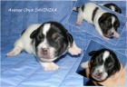 tata Jack Russell Teriera s PP