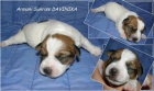 tata Jack Russell Teriera s PP