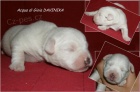 tata Jack Russell Teriera s PP