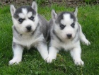 Sibisk husky-