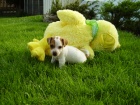 Jack Russell Terrier ttka