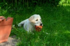 Labrador-smetanov feneka