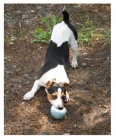 Jack Russell Terier- kryt
