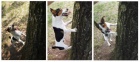 Jack Russell Terier- kryt