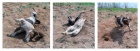 Jack Russell Terier- kryt