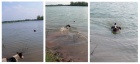 Jack Russell Terier- kryt