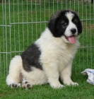 Pyrenejsk mastin