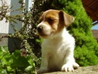 Jack Russell Terrier kluk