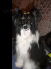 Krytí - čínský chocholatý pes