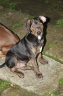 Louisianský Leopardí pes(Catahoula)-štěňata