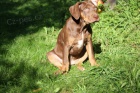 Louisianský Leopardí pes(Catahoula)-štěňata